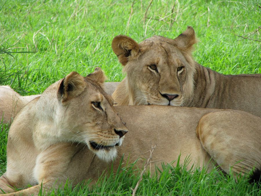 14 Day Luxury Safari Big Five Lions in Serengeti