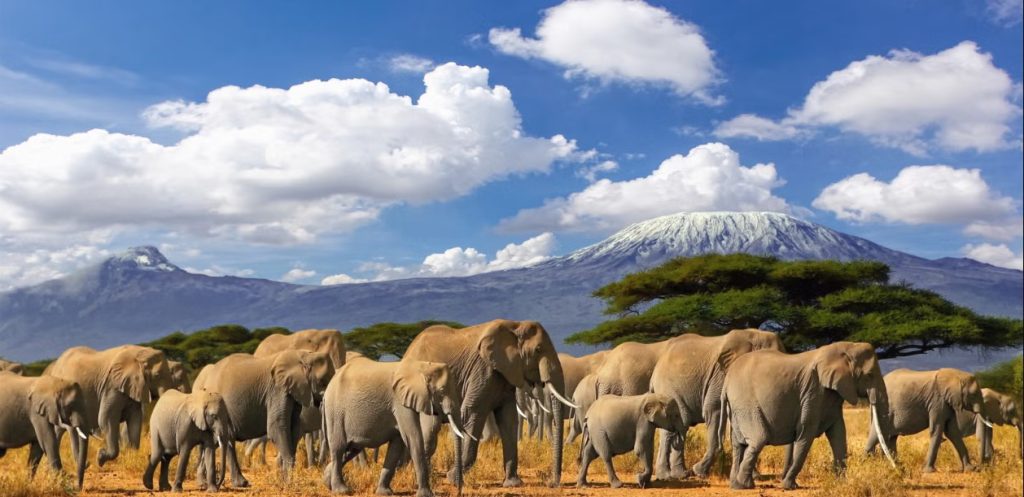 14 Day Luxury Safari - Elephants Kilimanjaro