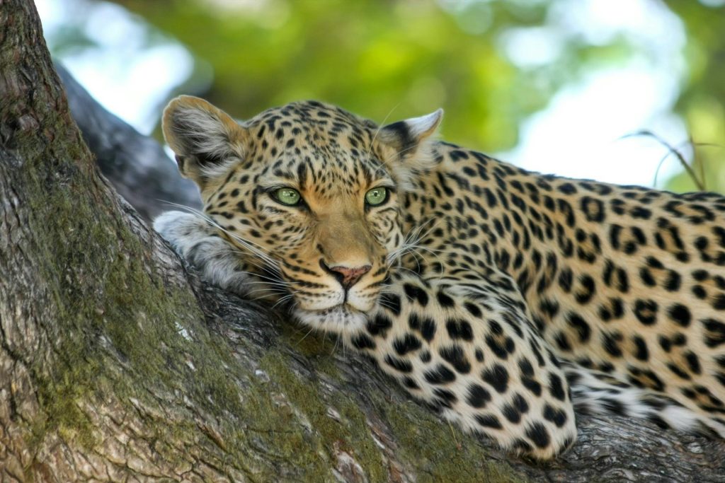 14 Day Luxury Safari