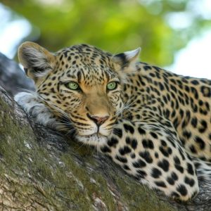 14 Day Luxury Safari
