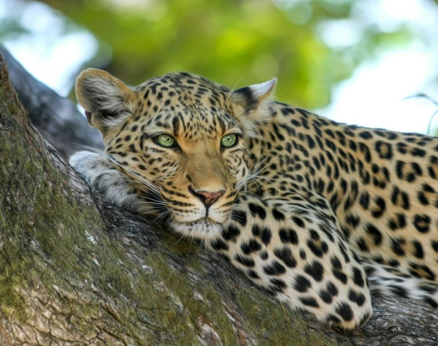 14 Day Luxury Safari